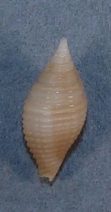MITRA TURBEN 13,36mm SCHÖNES SEHR SELTENES EXEMPLAR Nacala Bay, Nr. Mosambik - Bild 1 von 2