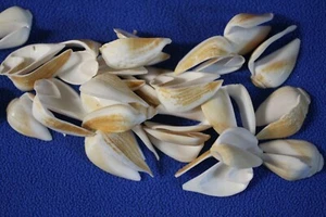 Conchas marinas de canario en rodajas, 1/2 CORTES, suministro de flores de cáscara de mar, suministro de joyas CS-12 - Imagen 1 de 12