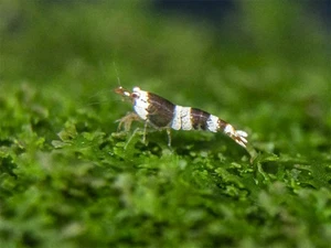 Crystal Black Shrimp Combo Box - Bild 1 von 16
