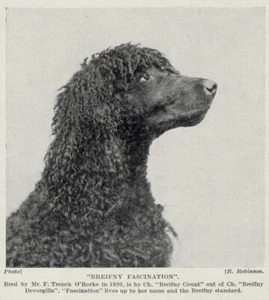 Irish Water Spaniel "Head" - 1934 Vintage Dog Art "Photo" Print - CUSTOM MATTED - Picture 1 of 1