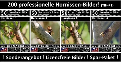 200 Lizenzfreie Profi-Bilder! Hornissen Tiere (Royalty Free) Photoshop UVP 116,- - Bild 1 von 4