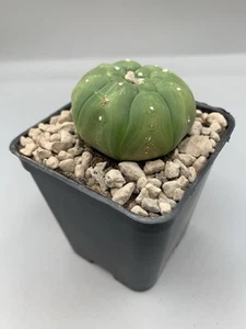 ASTROPHYTUM ASTERIAS NUDUM X Kikko Tubercolato Vaso 7 Cm Verde Maculato - Imagen 1 de 3