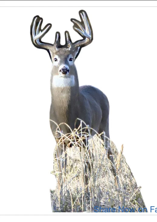 CAZA DE CIERVOS BUCK COLA BLANCA AL AIRE LIBRE. CORTE DE CARTÓN ENVÍO GRATUITO Foto 1 de 1