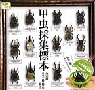 Beetle Collection Specimenzoom All 12 Pcs Set Capsule Toys Gashapon