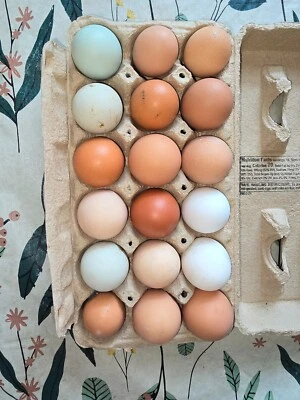 Fertile Hatching Eggs - 12+ Barnyard Mix, Lavender Orpington, Easter Egger