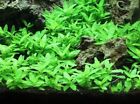Lca Emersed Grown - 6x Staurogyne Repens Live Aquarium Plants Shrimp Tank