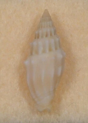 Mitra Vexillum Coronatum 20 mm Islas Marshall Foto 1 de 4