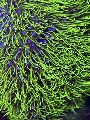 WORLD WIDE CORALS WWC Long Green Star Polyp "Neon Green Star Polyps" (4in frag) *read description*