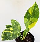 Sehr schöner Philodendron Green Congo Marble Variegata - T131