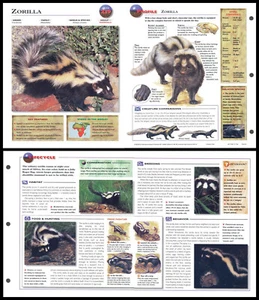 Klappbogen - Zorilla - 239 - Bild 1 von 1