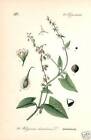Heckenknterich (Polygonum) Knterich  Lithographie Thome 1886