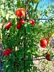 Blushing Beauty - tomate rosa perfecto en rodajas - Imagen 1 de 3