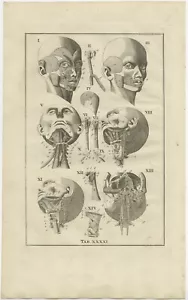 Antique Anatomy Print of the Head and Neck - Picture 1 of 1