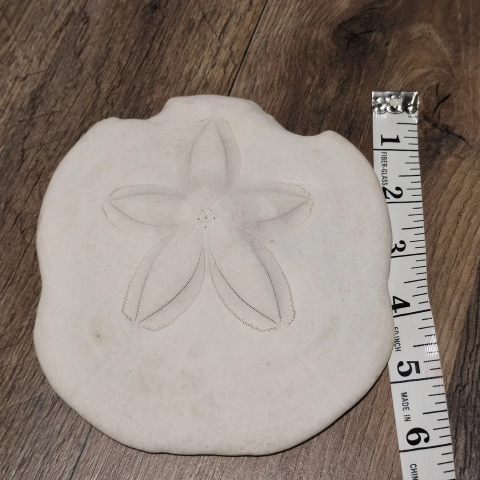 Fossilized Sand Dollar Genuine Sea Urchin Fossil Puffy Sea Biscuit Sanddollar 6" - Image 1 of 4