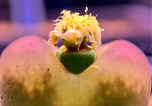 SEEDS-Conophytum maughanii  50 Seeds - Bild 1 von 6