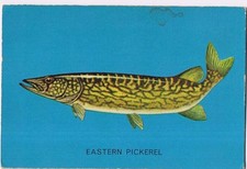 Parkhurst 1962 Fish Trading Card #5 Eastern Pickerel S