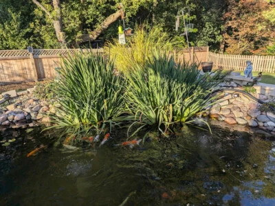 3x Live Yellow Flag Iris Winter Hardy Aquatic Marginal Pond/Bog Plant - Image 1 of 2