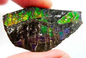 4.1 cm Fossil Ammolite with various colors - ammonite, Alberta, Canada . - Picture 1 of 9