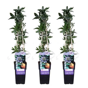 Blaue Passionsblume - Passiflora caerulea - ↨65cm - Ø15cm - 3 Stück - Bild 1 von 2