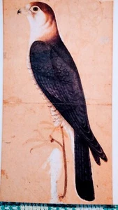 BEAUTIFUL POST CARD FALCON COLLECTION SEATTLE ART MUSEUM WASHINGTON. - Picture 1 of 12