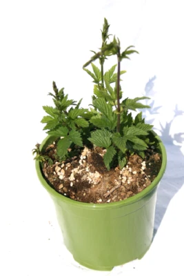 AZ.AGR.PURGATORIO Luppolo Cascade pianta già produttiva per fare la tua birra Artigianale