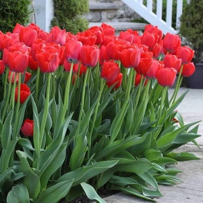 3 Red Van Eijk Tulip Bulbs | Fall Planting Great for Beds, Borders & Cut Flowers - Image 1 of 4