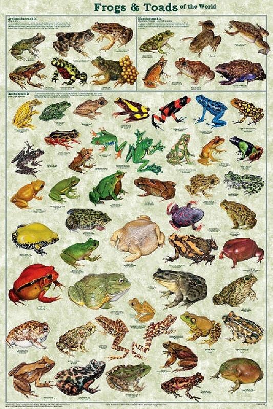 Poster Frogs and Toads of the World Educational Classroom Chart - Image 1 of 2