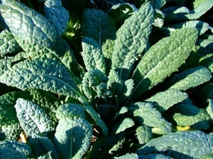 Lacinato Kale Seeds, Italian Dinosaur Kale, NON-GMO, Cruciferous, FREE SHIPPING - Picture 1 of 2