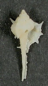 MUREX ANNIAE 16.20mm BEAUTIFUL SPECIMEN Egmont Key, Gulf of Mexico, Florida - Imagen 1 de 2