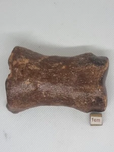 Hueso fósil del dedo del pie de megaloceras de alce irlandés gigante 132 g 88 mm - Imagen 1 de 2