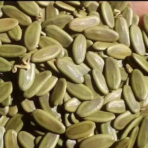 Semillas blancas de Albizia Sengon Salomón (Falcataria moluccana) 100+ semillas - Imagen 1 de 11