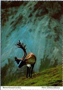 Barren Ground Caribou Migrate Through Denali National Park, Alaska Postcard - Picture 1 of 2