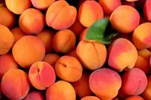 6+1 free  Apricot Fruit Seeds Tree - Picture 1 of 3