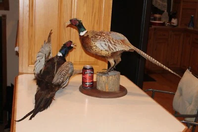 Pelea de gallos chino cuello anillado faisán gallo taxidermia cabaña de troncos decoración montaje pájaro Foto 1 de 4