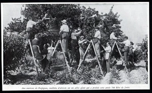 1941 -- IN DER UMGEBUNG VON PERPIGNAN APRIKOSENSAMMLUNG 3Q732 - Bild 1 von 1