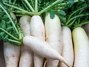 RADISH Daikon Miyashige 70+ Seeds HEIRLOOM vegetable garden AUTUMN WINTER SPRING - Picture 1 of 2