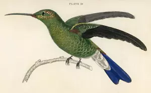 Colibrí Buffon's 1833 grabado color a mano Jardine Lizars - Imagen 1 de 3