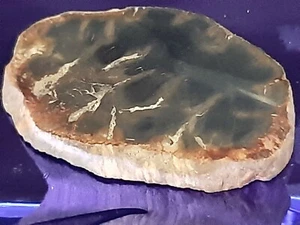Fetta di LEGNO FOSSILE SILICIZZATO LS12 Grezzo e lucidato Minerali CHAKRA Pietra - Picture 1 of 2