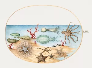 14164.Decor Poster.Room wall art design.Renaissance nature drawing.Octopus.Fish - Picture 1 of 1