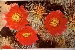 1955 Desert Cactus With Big Red Flower Blooms Arizona Postcard : 60k cards y0201