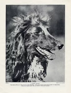 "ORIGINAL VINTAGE HUNDE DRUCK SEITE 1934 BENANNTER HUND ""WESTMELL TAMASAR" - Bild 1 von 1