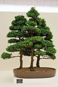 Hinoki Cypress, Chamaecyparis Obtusa, Tree Seeds (Evergreen, Bonsai) - Picture 1 of 9
