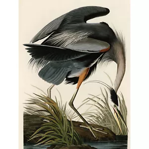 Audubon Birds Great Blue Heron Painting Huge Wall Art Poster Print - Picture 1 of 5