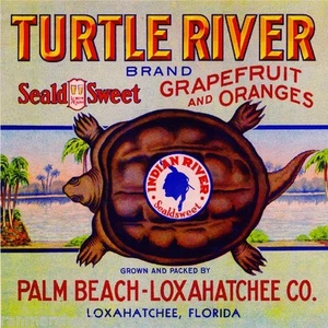 Impresión de etiqueta de caja de frutas naranja río tortuga Florida Palm Beach Loxahatchee - Imagen 1 de 1