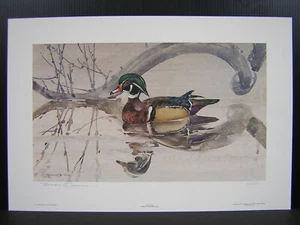 Stampa artistica Thomas Quinn Willow Wood Duck firmata edizione limitata - Foto 1 di 2