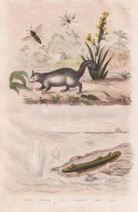 Binturong oso de marta bearcat mosca abeja grabado en acero Guerin-Meneville 1833 - Imagen 1 de 1