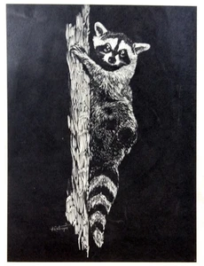 George Kountoupis Kratzbrett Druck Waschbär signiert schwarz weiß 10,5" x 8" - Bild 1 von 6