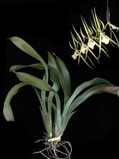 Brassia Rex Orchid Plant