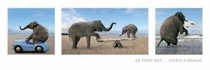 Slim Poster Life Is A Beach Elephant - Picture 1 of 1