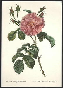 *Vintage* BENGAL ROSE Botanical ROSA SEMPER FLORENS Flower Print Florence ITALY - Picture 1 of 3